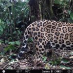 6 camara trampa Jaguar foto Yaguará Panamá