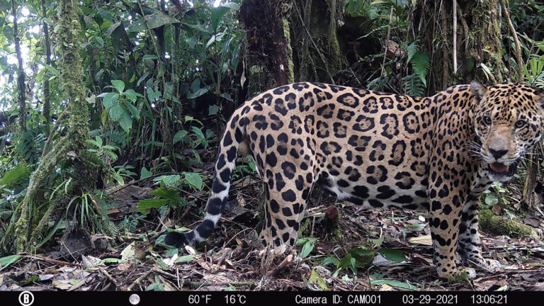 6 camara trampa Jaguar foto Yaguará Panamá