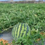 6206eb40-ad7d-468e-b9f5-8c58188deaeas