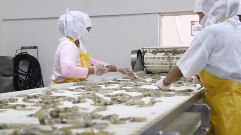 Camarón exportación