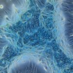 Foto El Microcosmos de la Condrogénesis