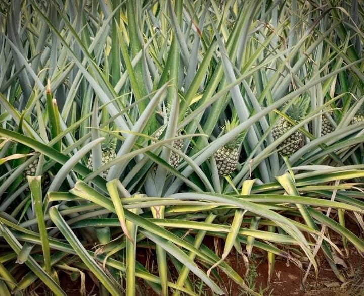 PIÑA