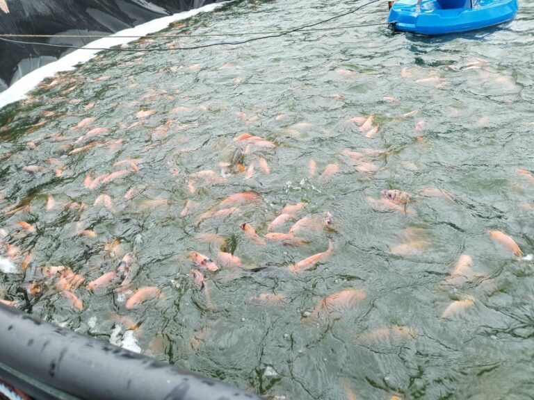 10105984-335a-4c6a-81c4-3251839fbd74