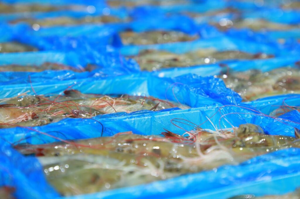 Camarones de exportación
