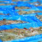 Camarones de exportación