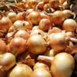 WhatsApp Image 2025-10-14 at 10.14.18 AM (2)