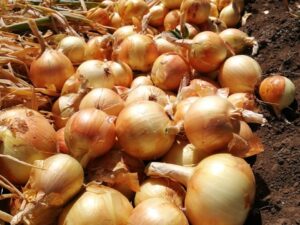 WhatsApp Image 2025-10-14 at 10.14.18 AM (2)