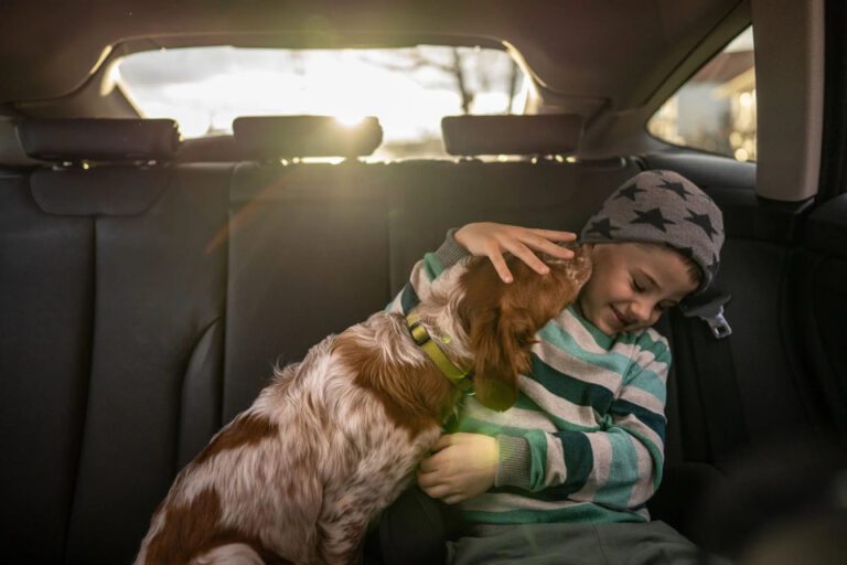 inDrive - movilidad pet friendly