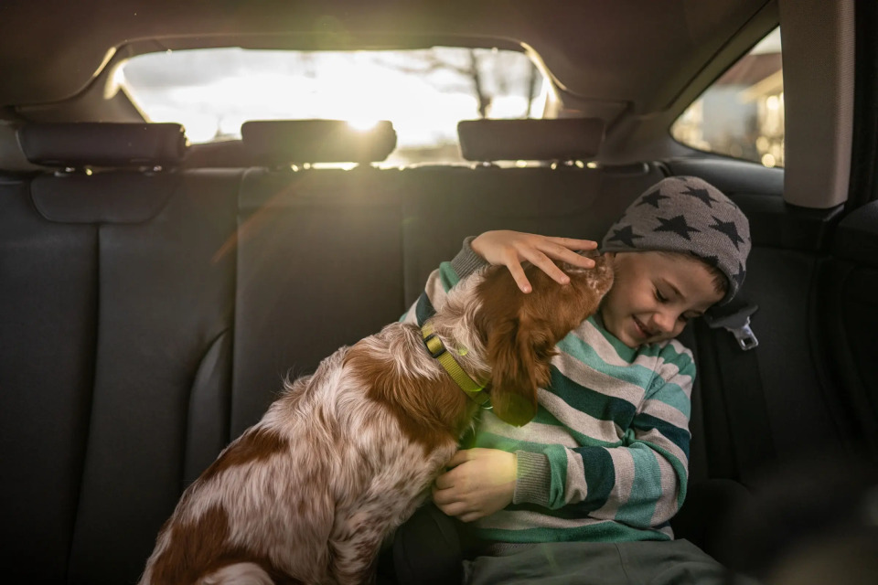 inDrive - movilidad pet friendly