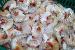 Camarones Panamá Exportación (1)