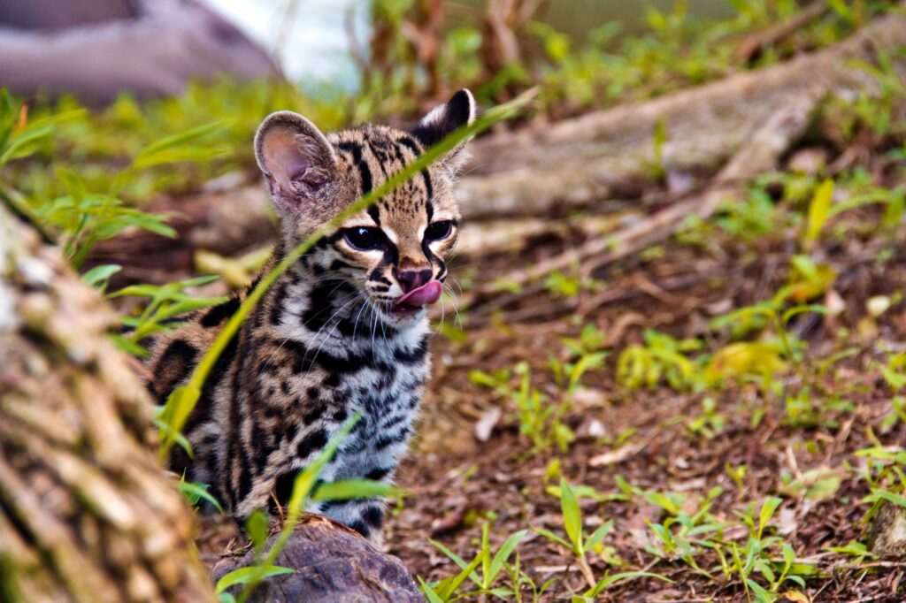 Foto Eduardo Estrada (1)