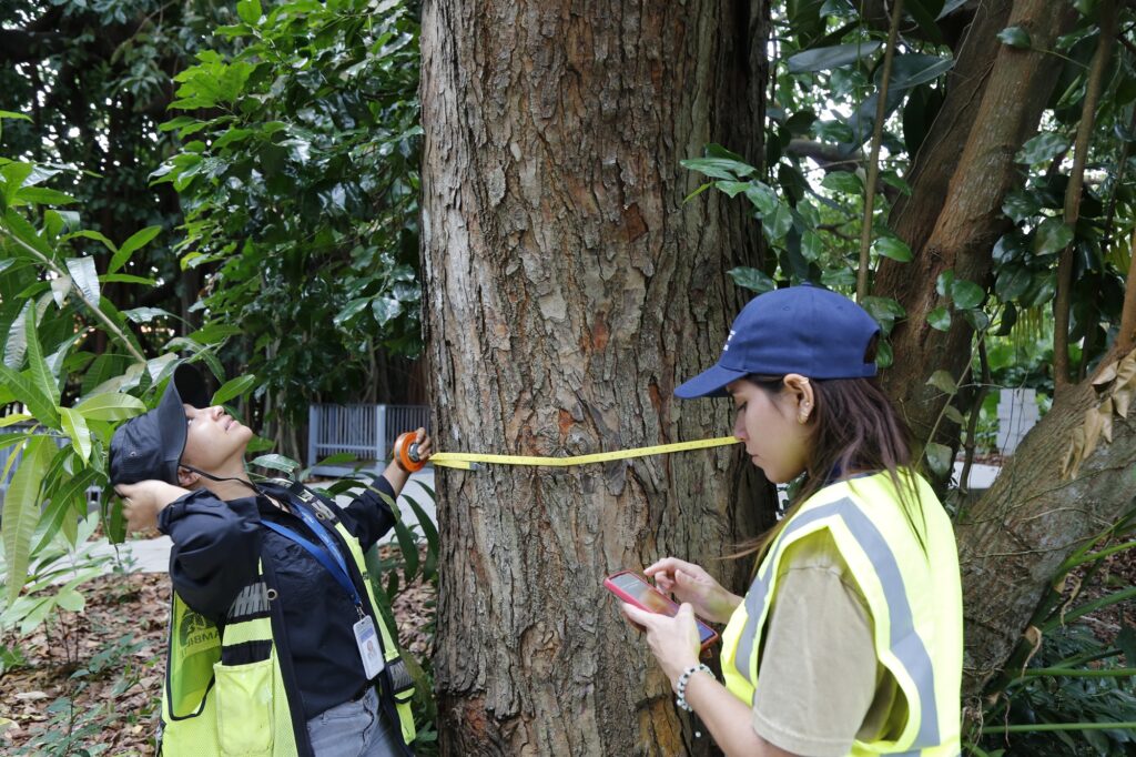 Inventario de arboles en Biomuseo (13)